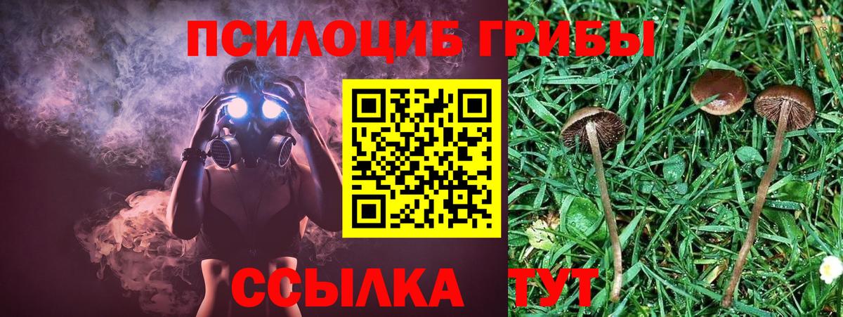 Псилоцибиновые грибы Cubensis  Вход с VPN  наркотики  Зима 